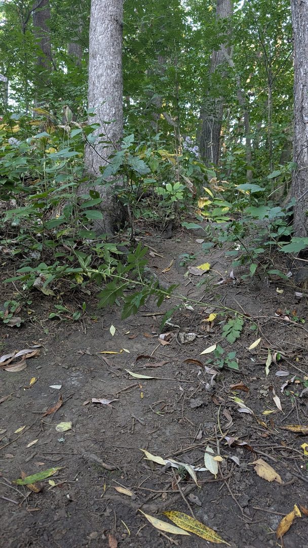 Forêt Du Parc Bleu
