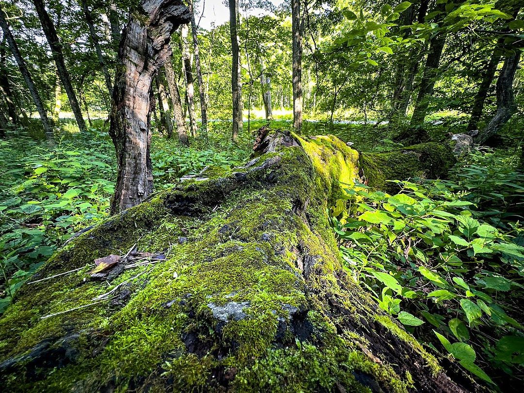 Fort Harrison State Park
